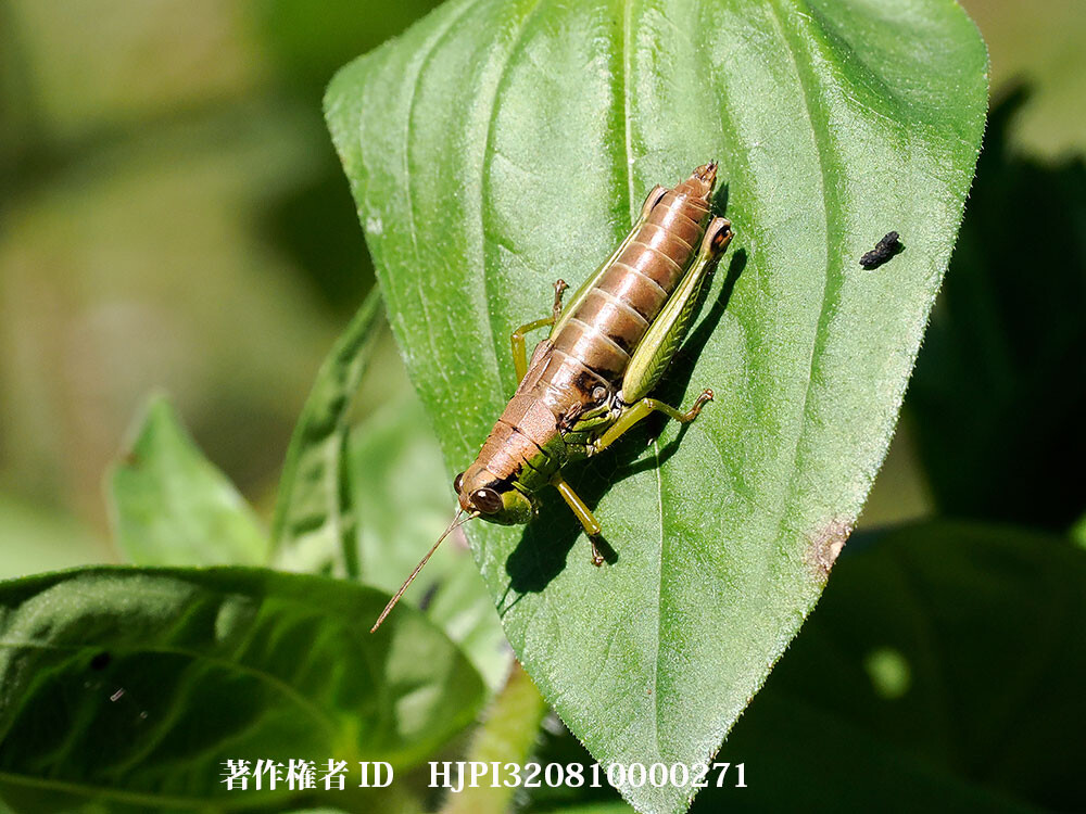 メスアカフキバッタ