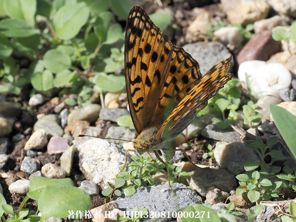 ヤマウラギンヒョウモンの産卵