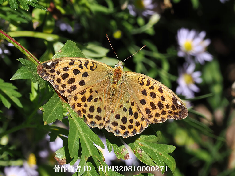 クモガタヒョウモンの綺麗なメスがいた