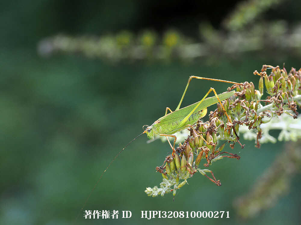 アシグロツユムシ