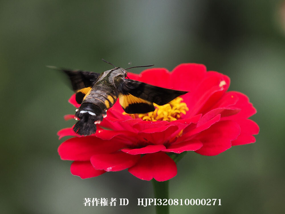 ホシホウジャク