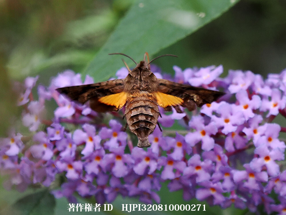 ホシヒメホウジャク