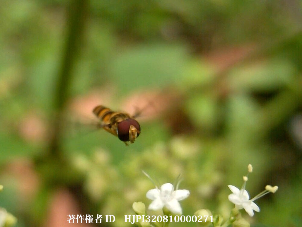 ホソヒラタアブ