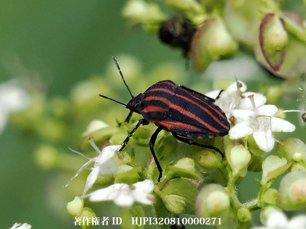 アカスジカメムシ