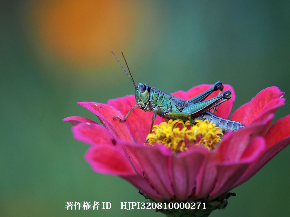 百日草の花にメスアカフキバッタ