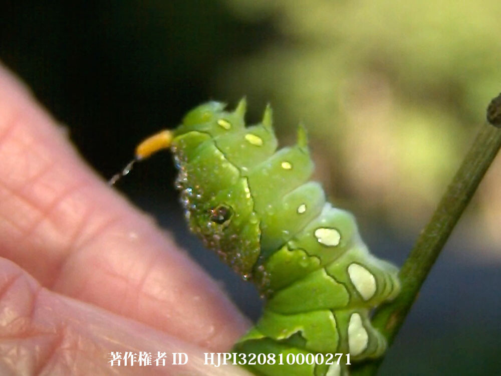 肉角から臭い液体を飛ばすナミアゲハの幼虫