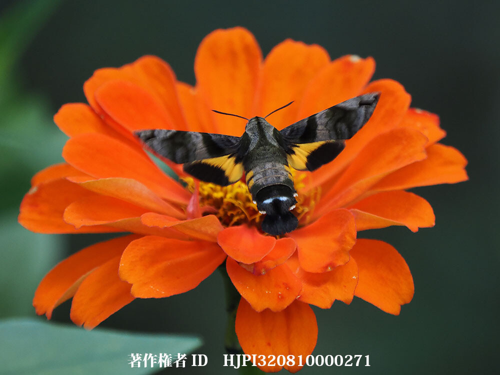 オレンジ色の百日草にホシホウジャク