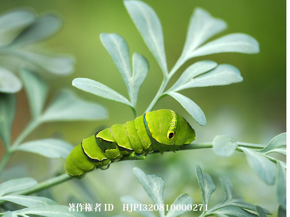 最後のナミアゲハの幼虫