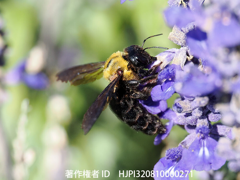 ブルーサルビアに来たクマバチ