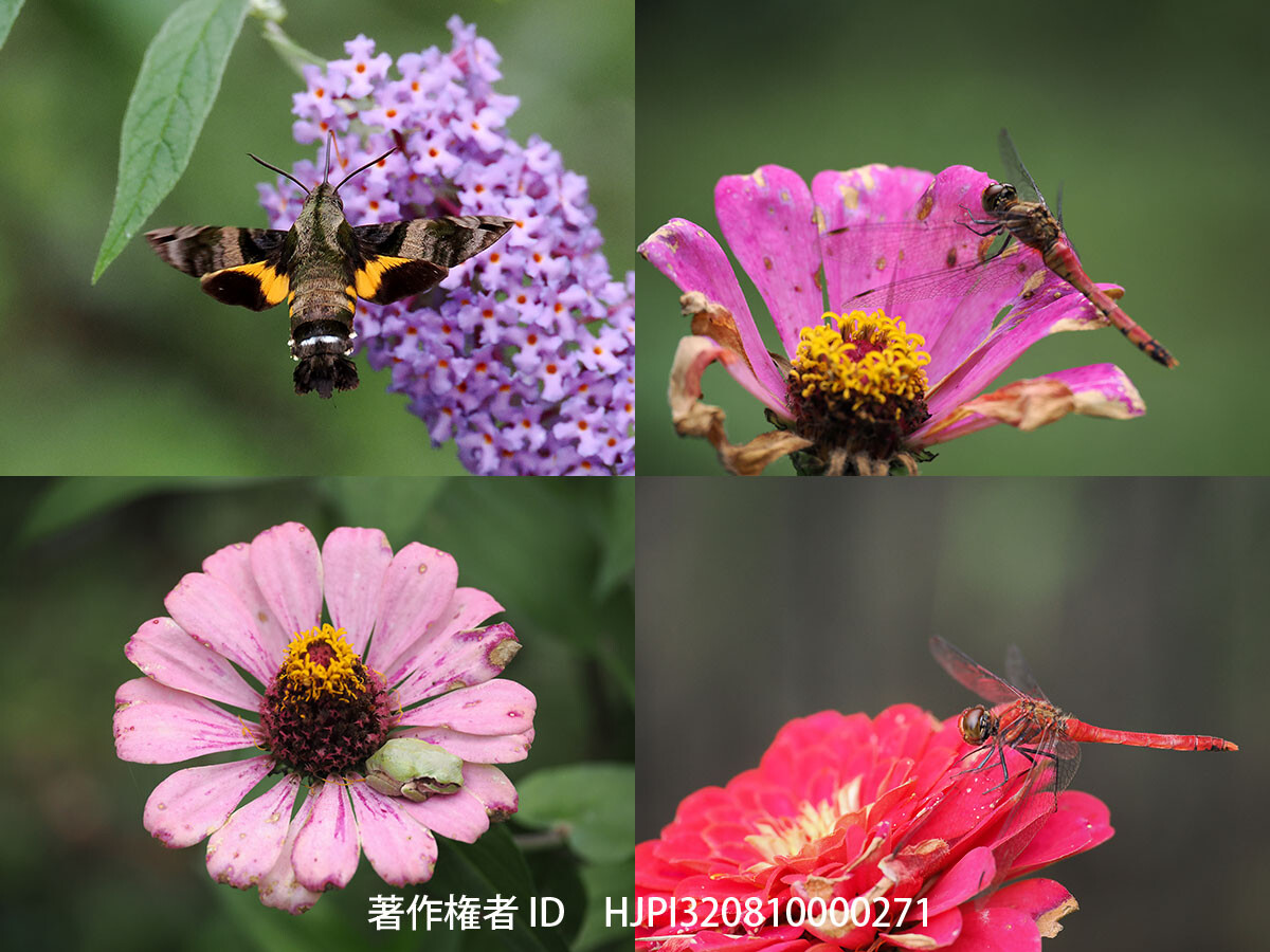 今年も小諸の虫は終わりの季節