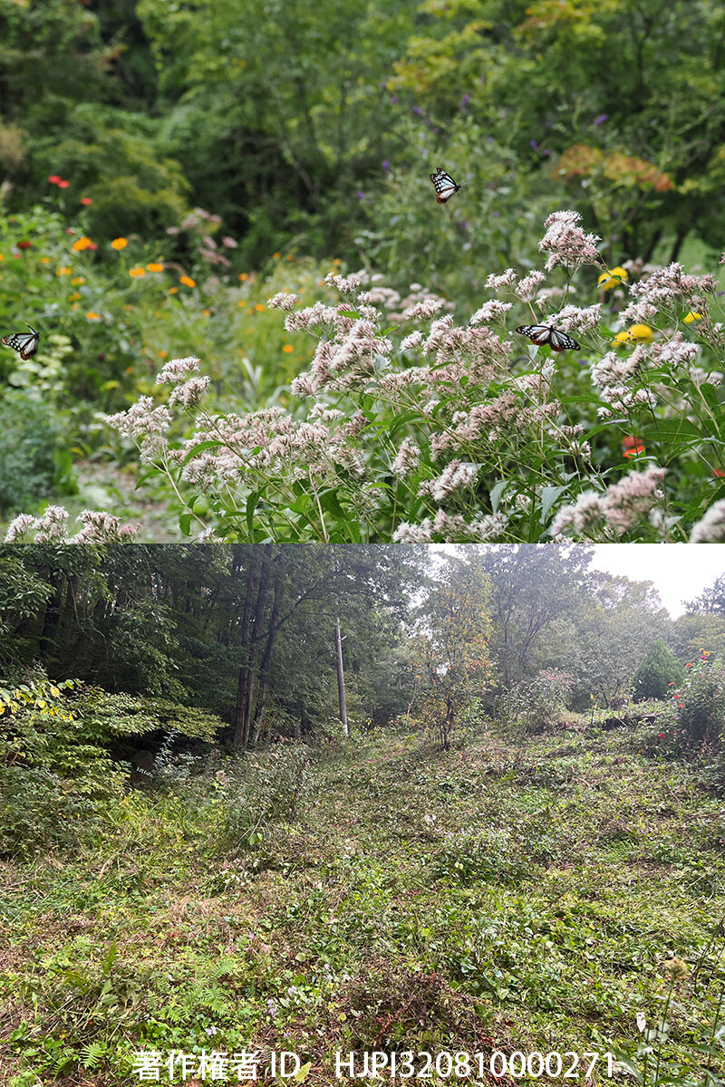 フジバカマの刈り取りを行なった