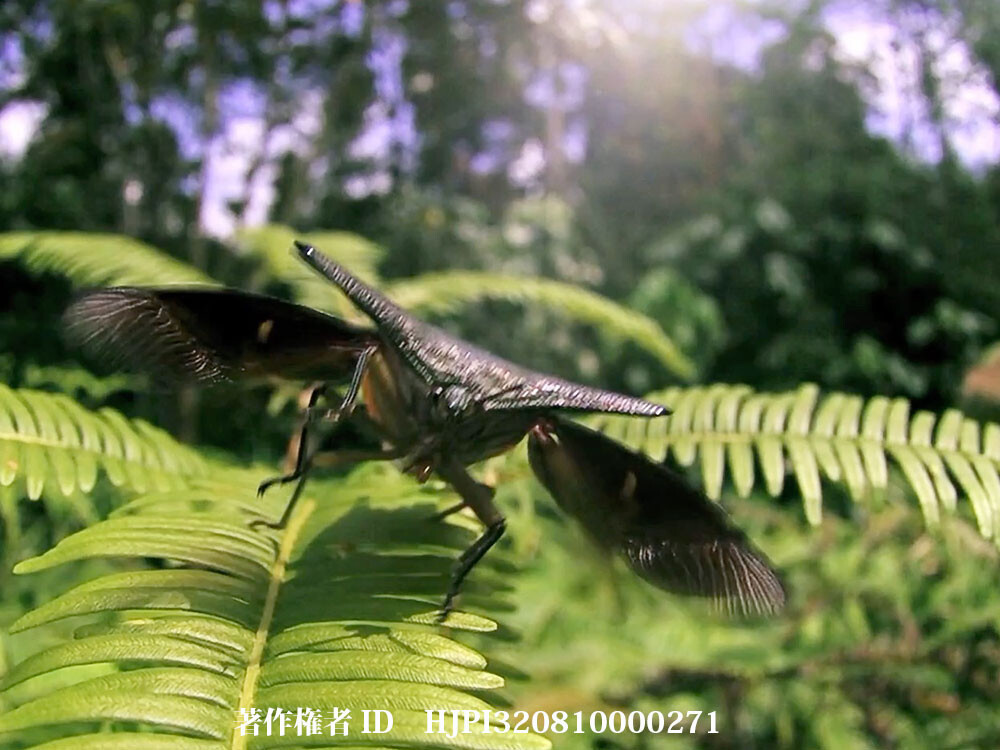 大きなカメムシ　Mucanum canaliculatum