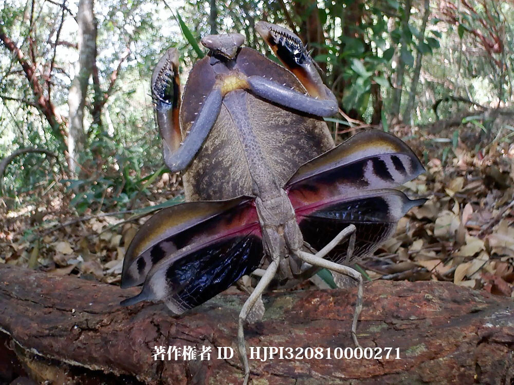 マルムネカレハカマキリ