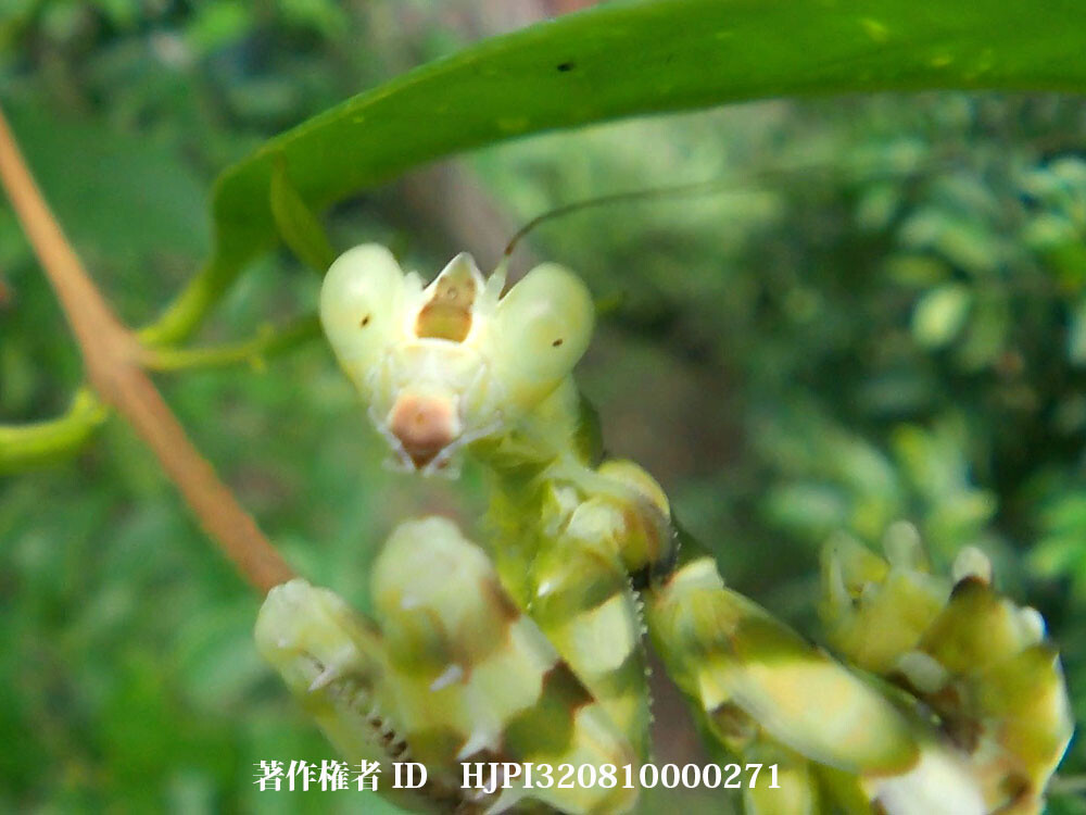 ヒョウモンカマキリの幼虫