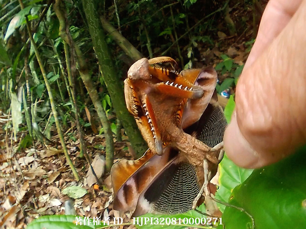 ヒシムネカレハカマキリを魚露目で撮影