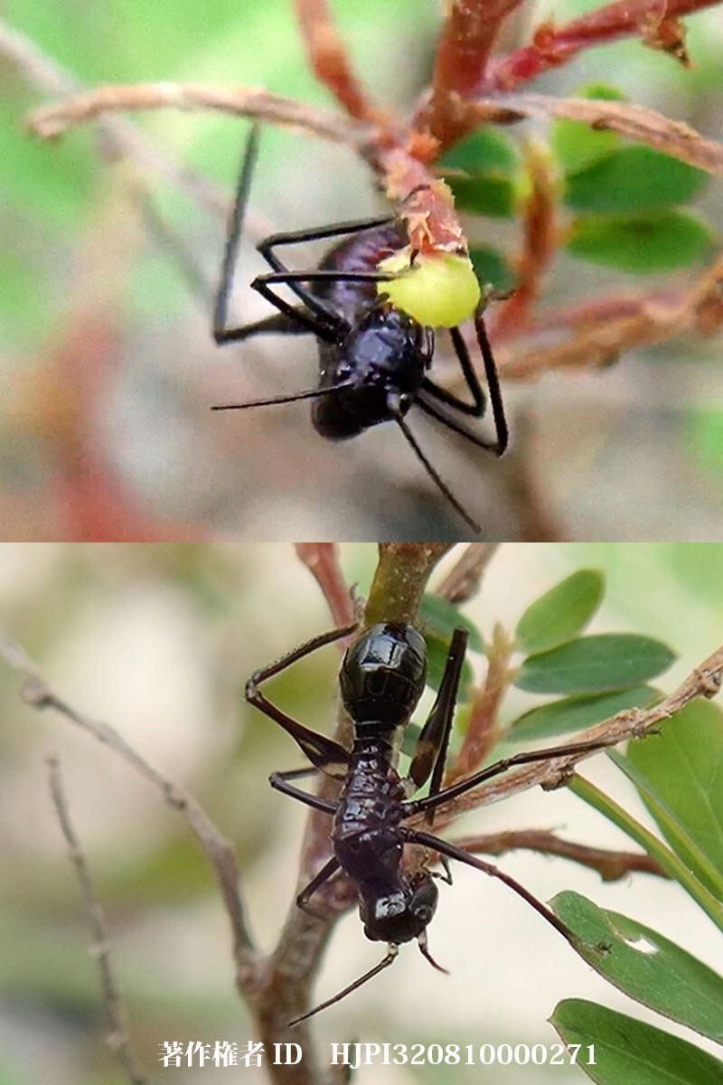 アリにそっくりなキリギリス