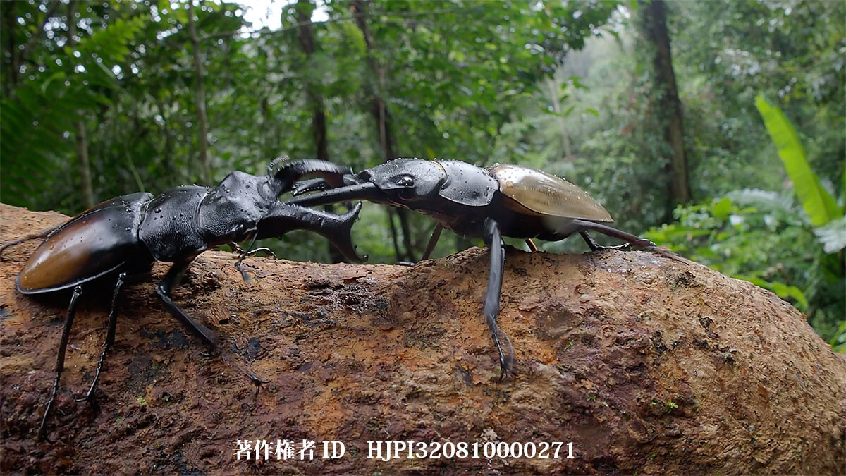 カステルナウツヤクワガタVSセアカフタマタクワガタ