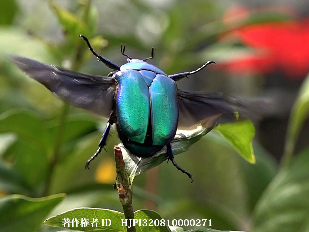 オオアオカナブンの飛翔