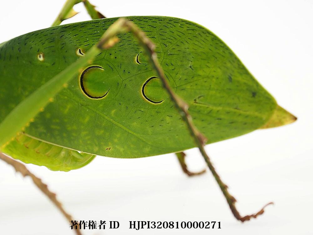 マレーシアのコノハギス