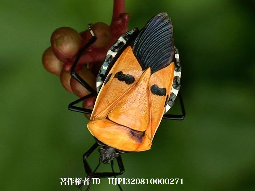 人面カメムシ