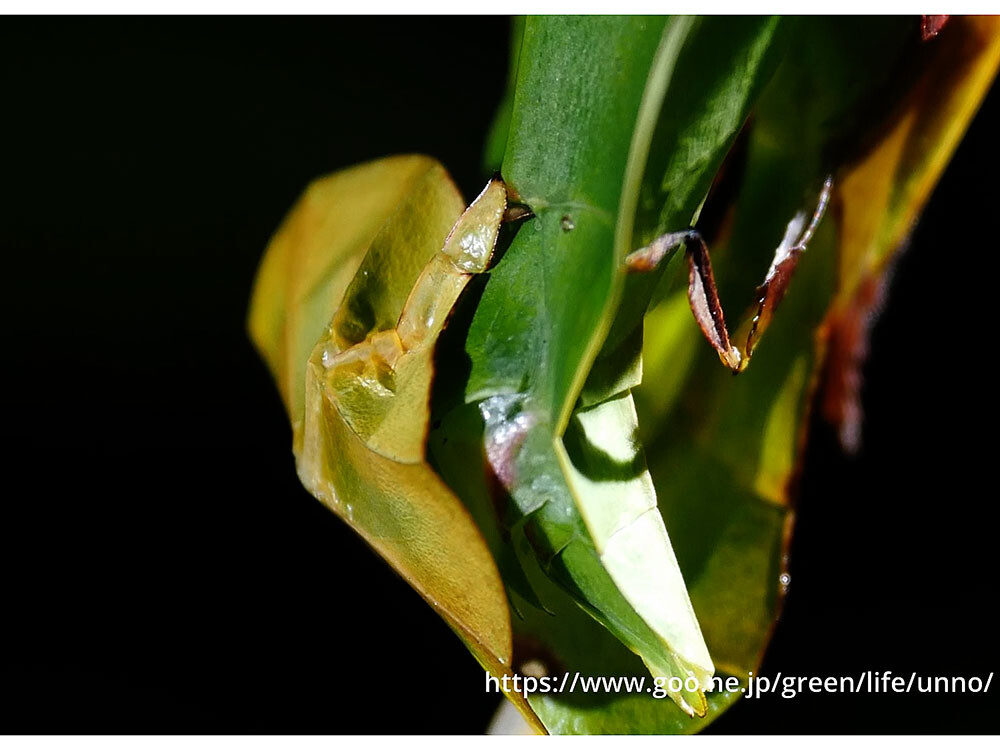 コノハムシの交尾