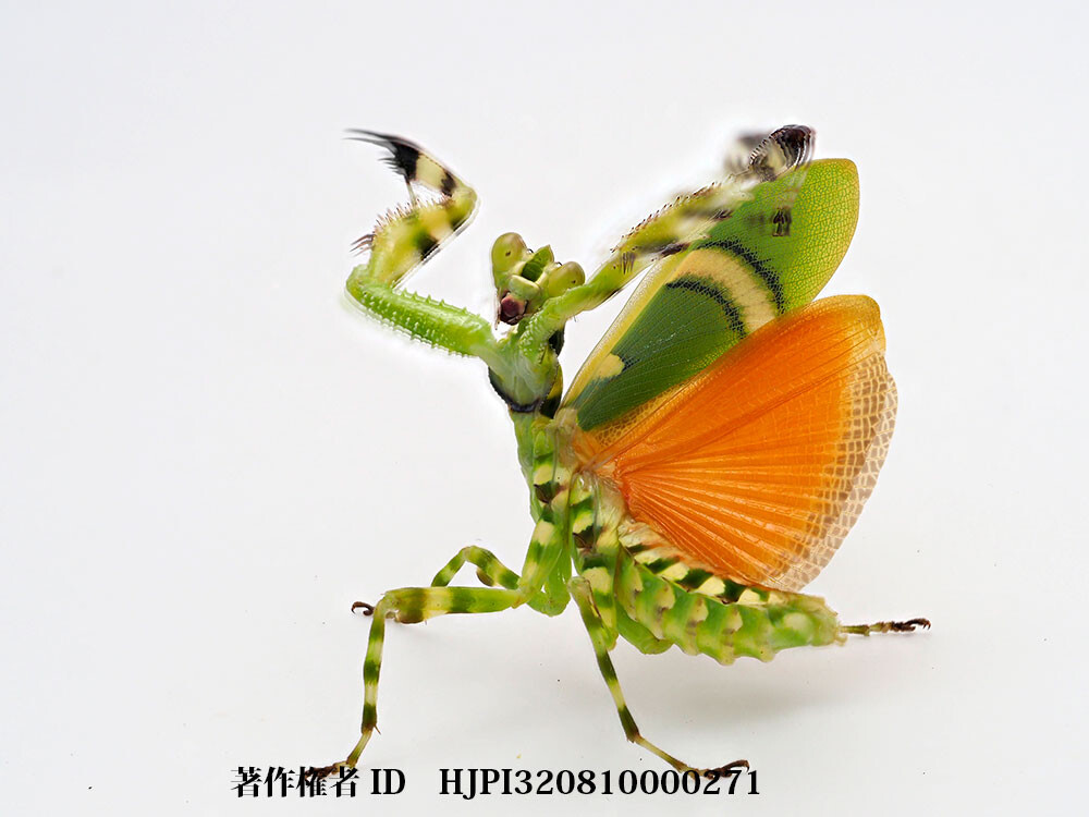 ヒョウモンカマキリ