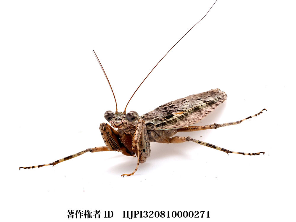 キノハダカマキリ