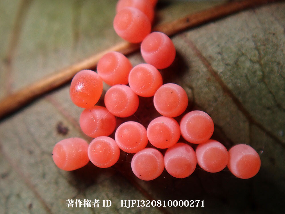 ジンメンカメムシの卵