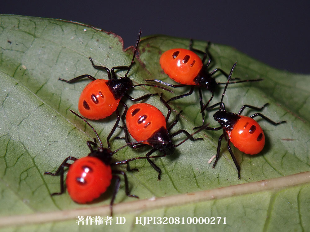 ジンメンカメムシの孵化直後の幼虫