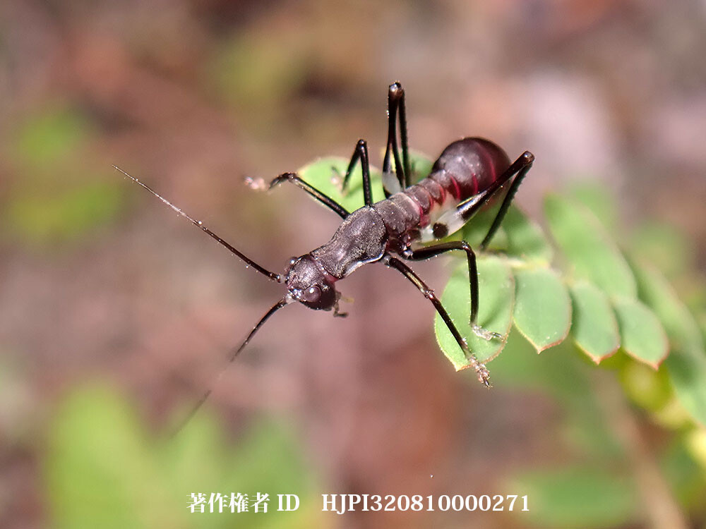 アリギリスの仲間