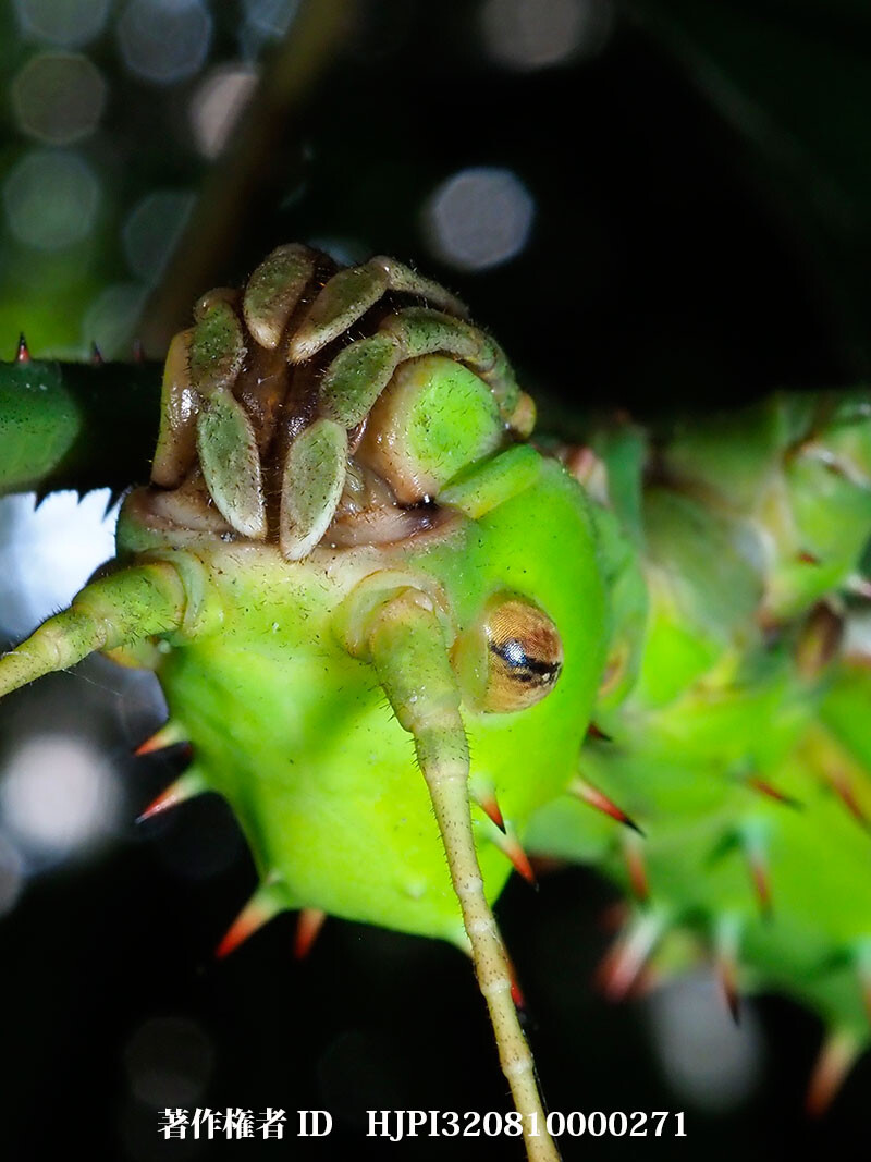 サカダチコノハナナフシの顔