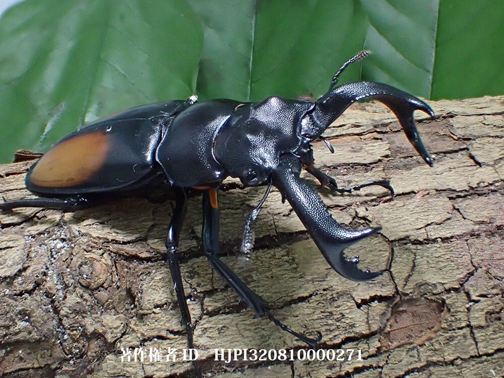 セアカフタマタクワガタ