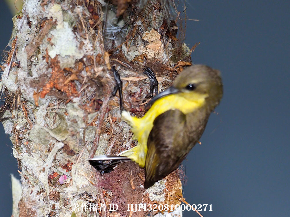 ハタオリドリの一種