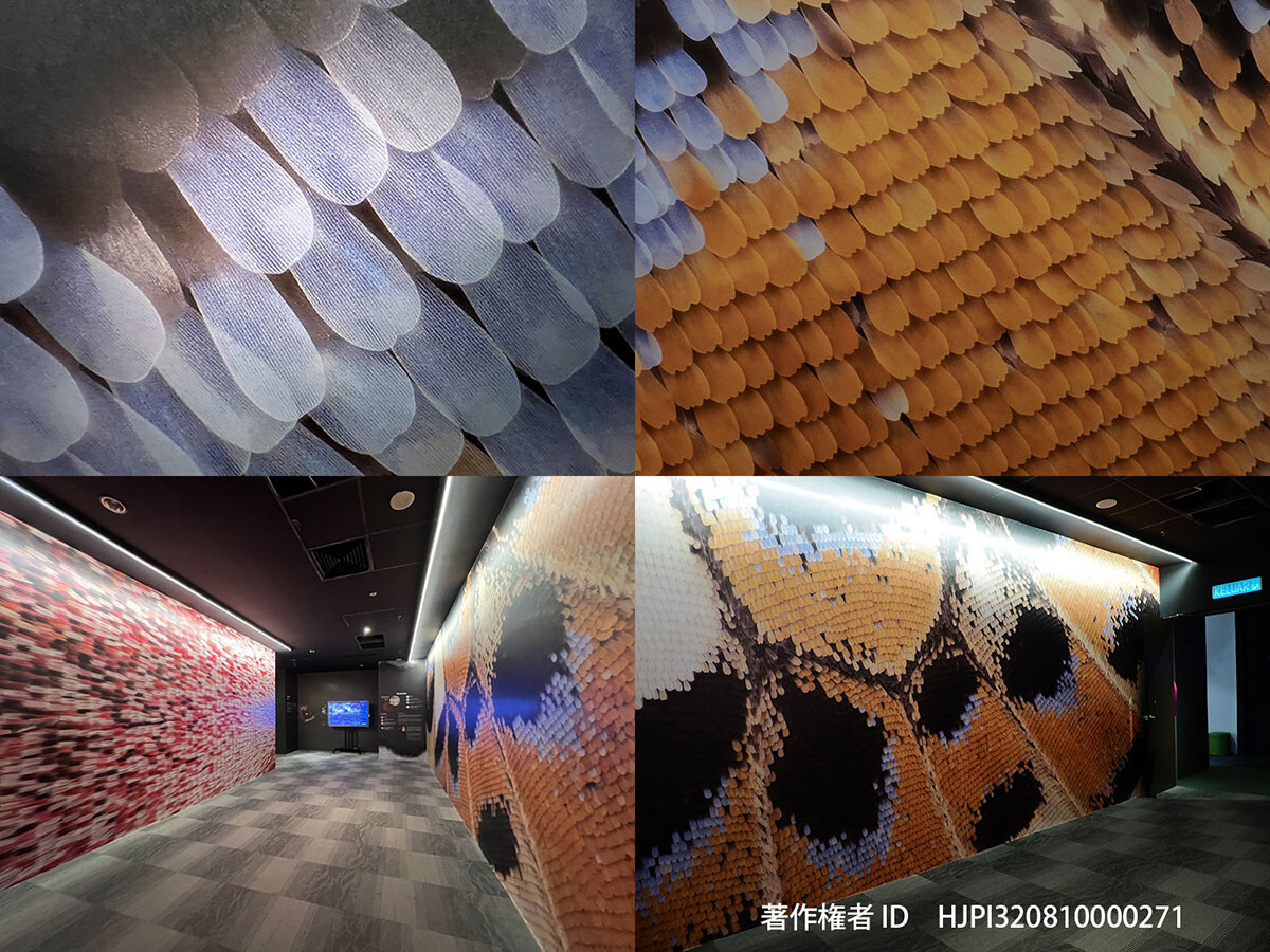 超高画質の翅の写真を撮るオーストラリアの写真家