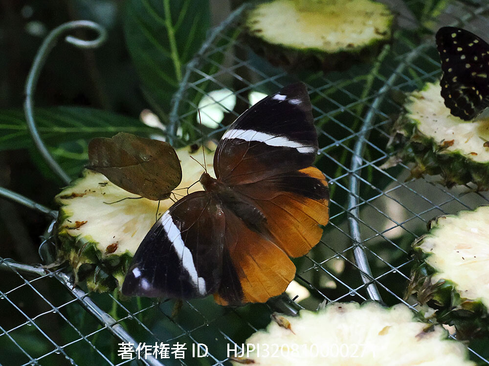 シロオビワモンチョウ　Thauria aliris