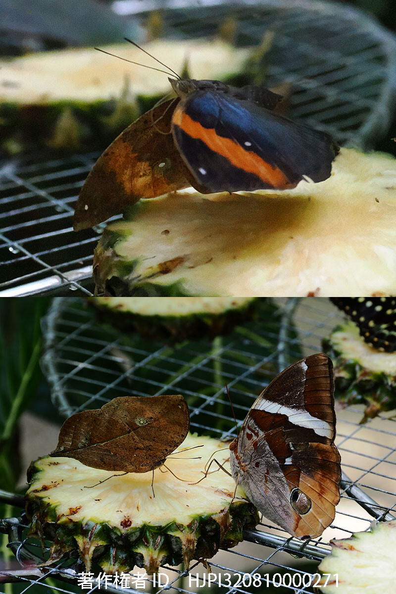 エントピアのコノハチョウ