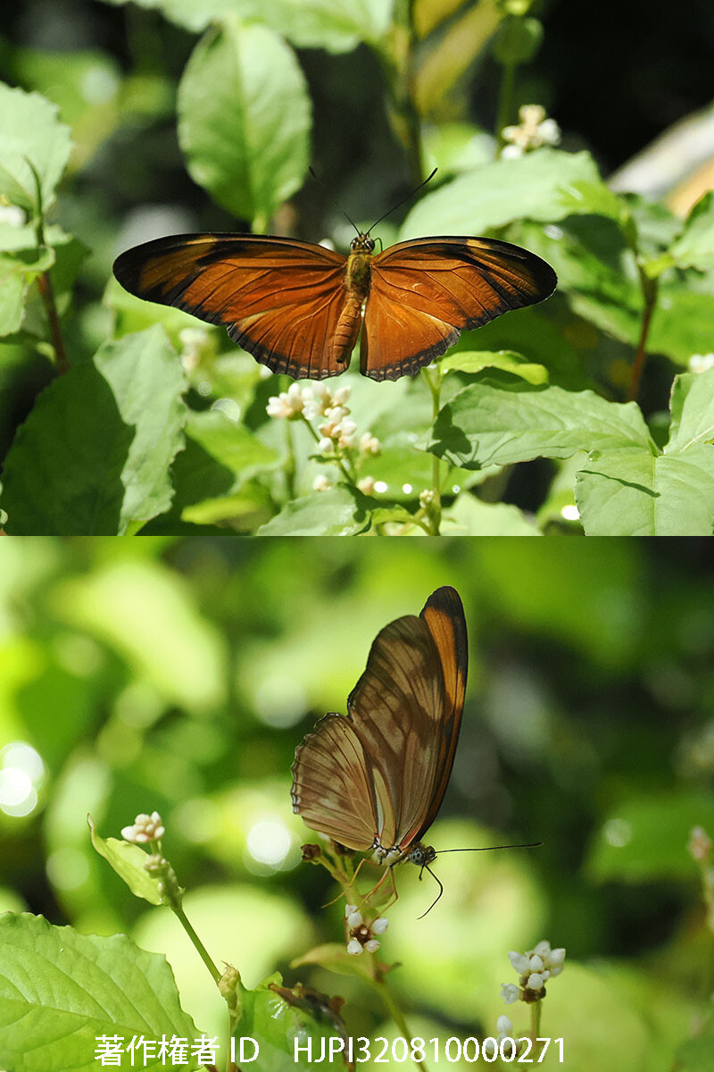 チャイロドクチョウ