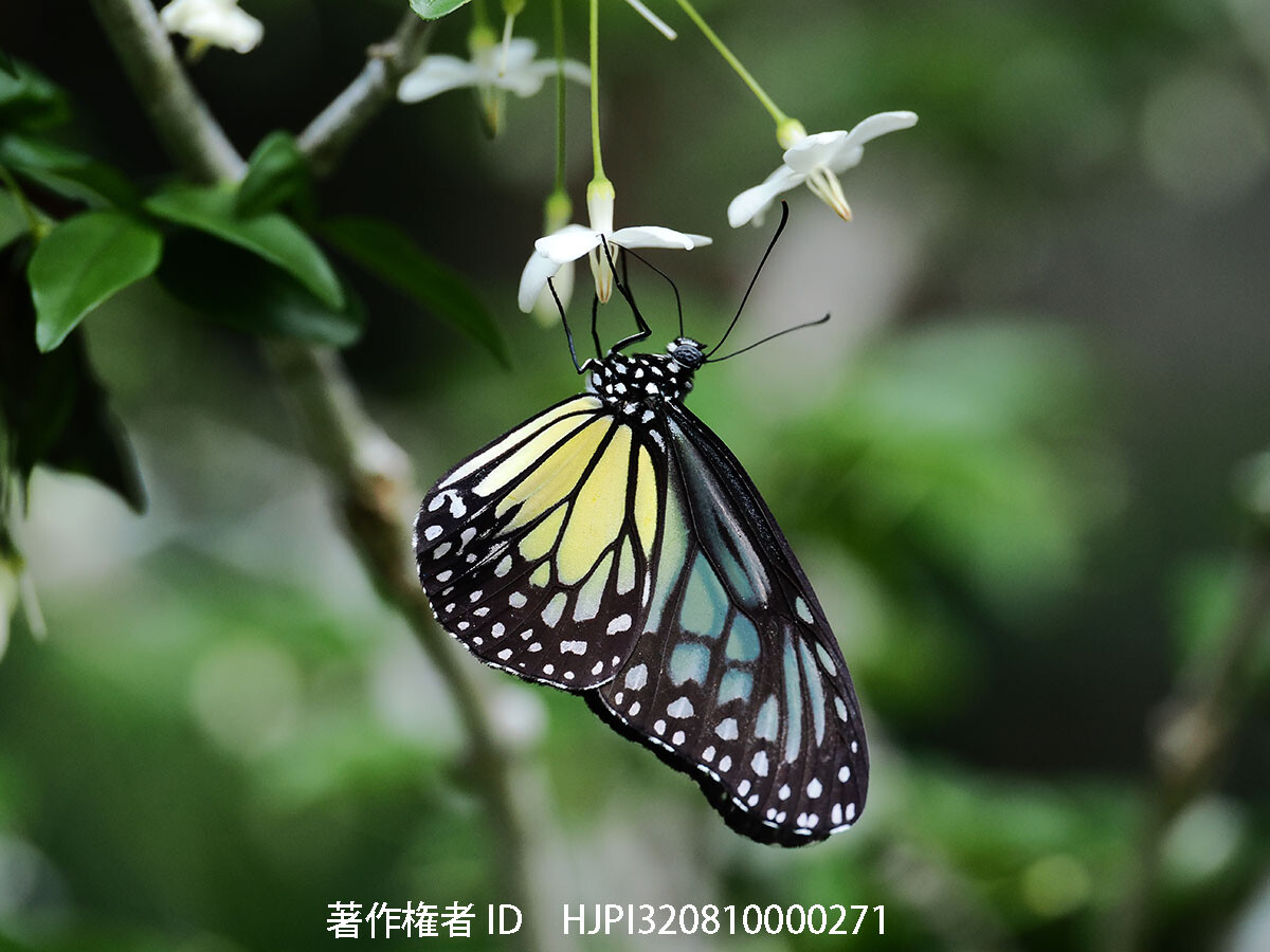 ウスキヒメアサギマダラ