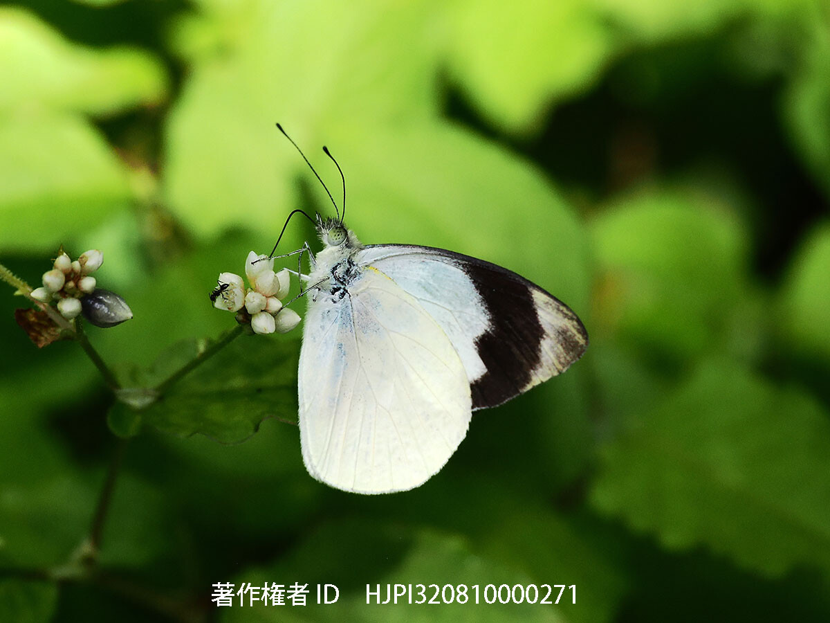 クモガタシロチョウ