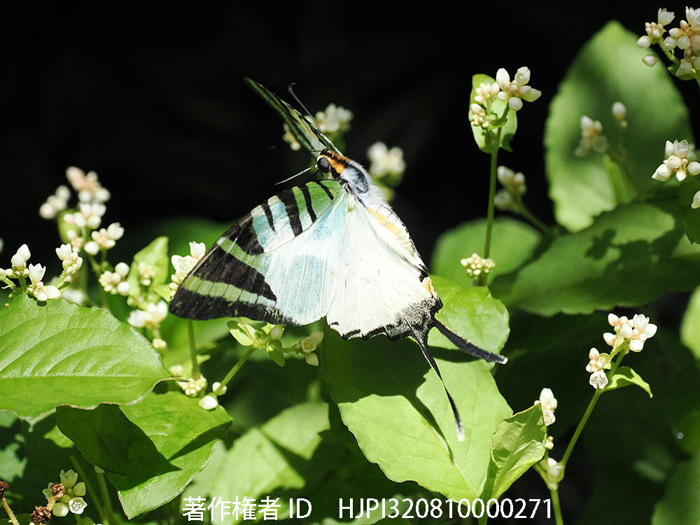 オナガタイマイの飛翔