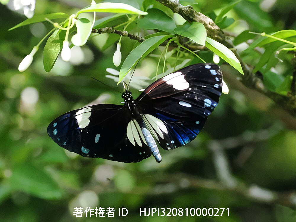 シロモンルリマダラの飛翔