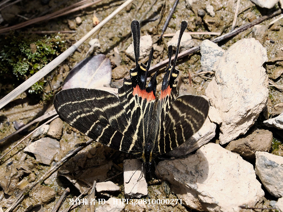 シナシボリアゲハ.  Bhuthanitis thaidina 中国西部の蝶