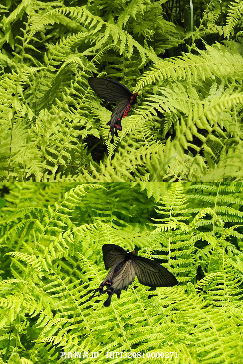 デモニウスジャコウアゲハ 中国西部の蝶 Byasa daemonius