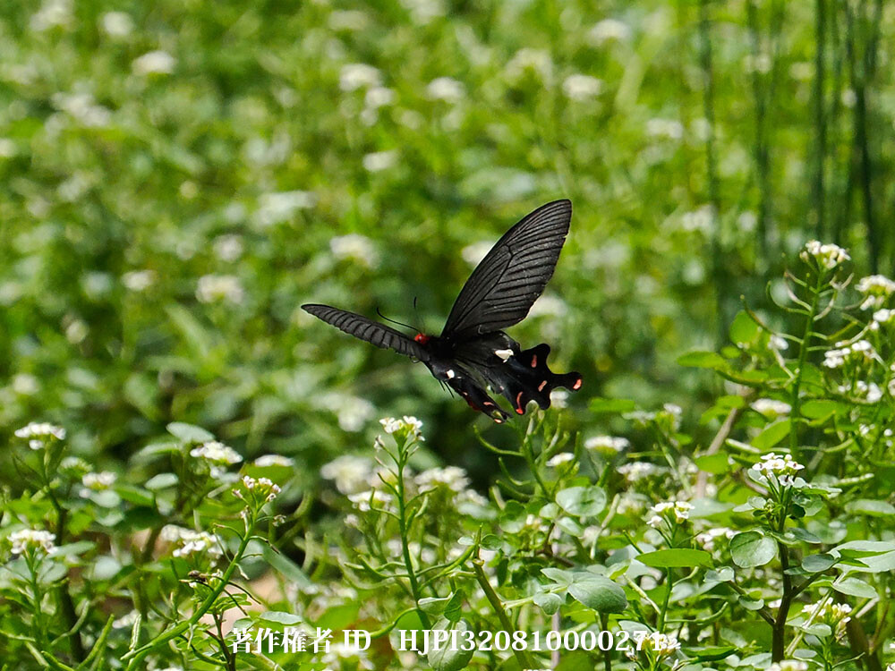 ダサラダベニモンアゲハ　中国西部の蝶Baysadasarada