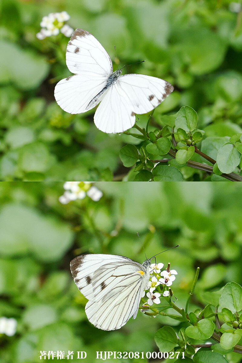 エゾスジグロシロチョウ 中国西部の蝶Pieris napi