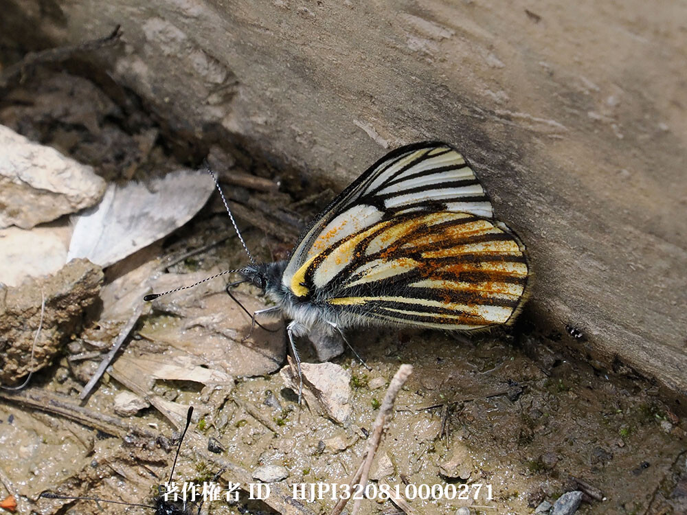 ミヤマスジグロシロチョウ 中国西部の蝶Pieris dubernardi