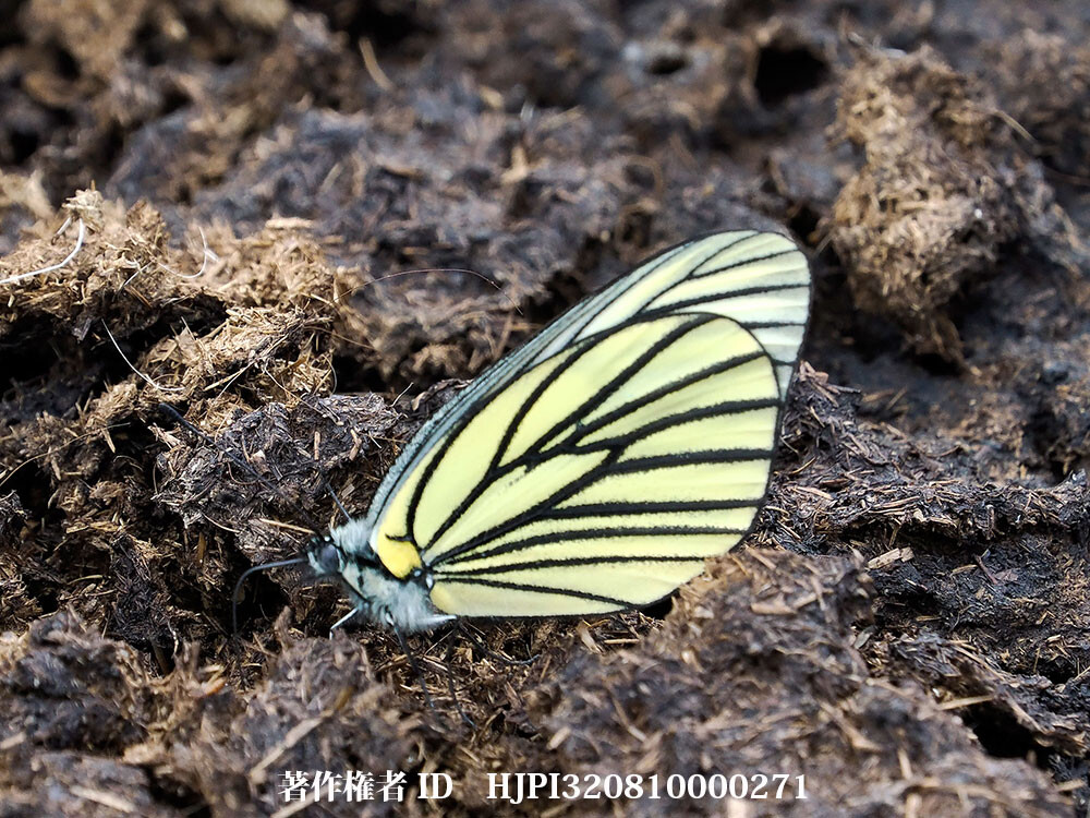 ビエトミヤマシロチョウ　中国西部の蝶Aporia bieti