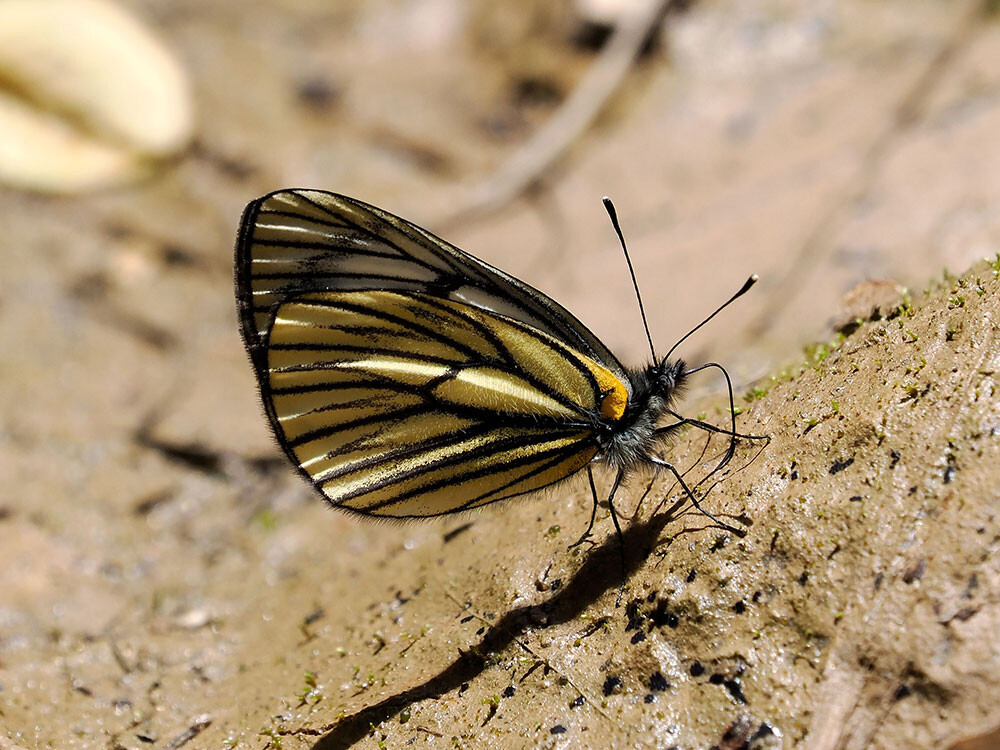 プロクリスミヤマシロチョウ 中国西部の蝶 Aporia procuris
