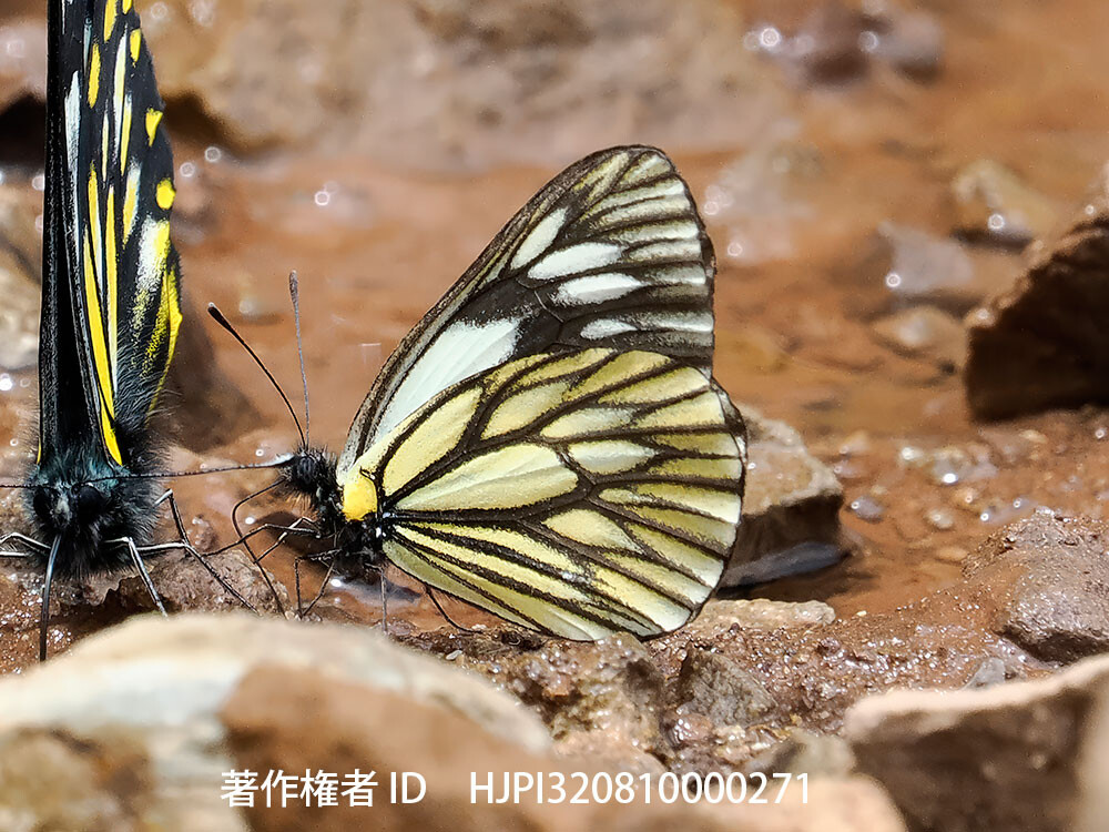 モンベイギミヤマシロチョウ　Aporia monbeigi