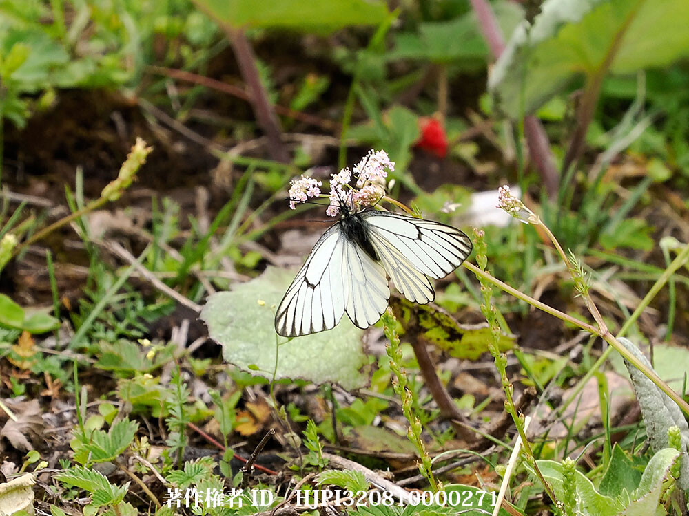 マルティネチミヤマシロチョウ　Aporia martineti